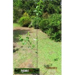 Prunus domestica President - Śliwa President C5 60-120cm 