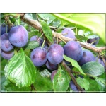 Prunus domestica Record - Śliwa Record FOTO 