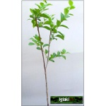 Prunus domestica Renkloda Althana - Śliwa Renkloda Althana balotowana 60-120cm
