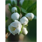 Prunus domestica Stanley - Śliwa Stanlej FOTO