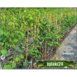 Prunus domestica Stanley - Śliwa Stanlej C5 60-120cm
