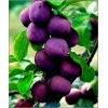 Prunus domestica Valor - Śliwa Valor FOTO