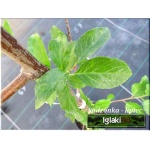 Prunus domestica Vision - Śliwa Vision FOTO