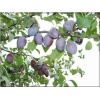 Prunus domestica Węgierka Dąbrowicka - Śliwa Węgierka Dąbrowicka balotowana 60-120cm 