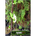 Prunus domestica Węgierka Dąbrowicka - Śliwa Węgierka Dąbrowicka C5 60-120cm 