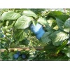 Prunus domestica Węgierka Wczesna - Śliwa Węgierka Wczesna FOTO
