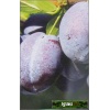 Prunus domestica Węgierka Zwykła - Śliwa Węgierka Zwykła FOTO 