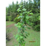 Prunus domestica Węgierka Dąbrowicka - Śliwa Węgierka Dąbrowicka C5 60-120cm 