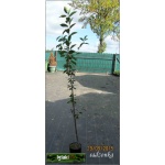 Prunus Hortensja - Czerecha Hortensja - Czereśnio-wiśnia Hortensja C5 60-120cm