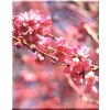 Prunus incisa February Pink - Wiśnia wczesna February Pink - jasnoróżowe FOTO 