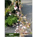 Prunus Incisa Kojou-no-mai - Wiśnia wczesna Kojou-no-mai - biało-różowe FOTO