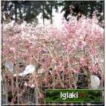 Prunus incisa Mikinori - Wiśnia wczesna Mikinori - różowo-białe FOTO 