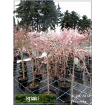 Prunus incisa Mikinori - Wiśnia wczesna Mikinori - różowo-białe FOTO 