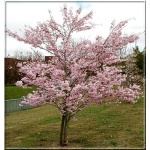 Prunus incisa Oshidori - Wiśnia wczesna Oshidori - różowe FOTO