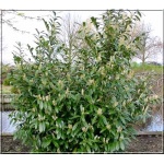 Prunus laurocerasus Caucasica - Laurowiśnia wschodnia Caucasica FOTO