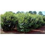 Prunus laurocerasus Caucasica - Laurowiśnia wschodnia Caucasica FOTO