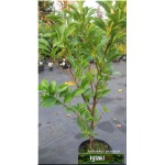Prunus laurocerasus Etna - Laurowiśnia wschodnia Etna - Prunus laurocerasus Anbri - Laurowiśnia wschodnia Anbri - białe FOTO