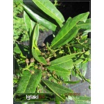 Prunus laurocerasus Etna - Laurowiśnia wschodnia Etna - Prunus laurocerasus Anbri - Laurowiśnia wschodnia Anbri - białe FOTO