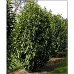 Prunus laurocerasus Genolia - Laurowiśnia wschodnia Genolia FOTO 