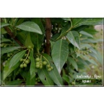 Prunus laurocerasus Genolia - Laurowiśnia wschodnia Genolia FOTO 