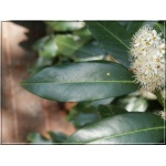 Prunus laurocerasus Herbergii - Laurowiśnia wschodnia Herbergii FOTO