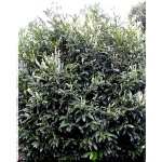 Prunus laurocerasus Herbergii - Laurowiśnia wschodnia Herbergii FOTO
