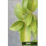 Prunus laurocerasus Rotundifolia - Laurowiśnia wschodnia Rotundifolia FOTO