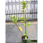 Prunus laurocerasus Rotundifolia - Laurowiśnia wschodnia Rotundifolia FOTO