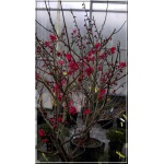 Prunus mume Beni Chidori - Morela japońska Beni Chidori FOTO