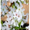 Prunus nipponica Brilliant - Wiśnia nippońska Brillant - białe z różowym FOTO