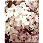 Prunus nipponica Brilliant - Wiśnia nippońska Brillant - białe z różowym FOTO