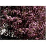 Prunus padus Colorata - Czeremcha pospolita Colorata FOTO