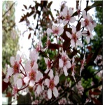 Prunus padus Colorata - Czeremcha pospolita Colorata FOTO