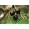 Prunus padus - Czeremcha pospolita - Czeremcha zwyczajna FOTO 