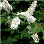 Prunus padus - Czeremcha pospolita - Czeremcha zwyczajna FOTO 