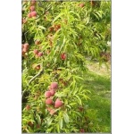 Prunus persica Harnaś - Brzoskwinia Harnaś FOTO 