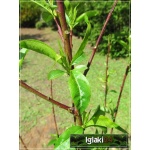 Prunus persica Harnaś - Brzoskwinia Harnaś balotowana 60-120cm 