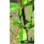 Prunus persica Harnaś - Brzoskwinia Harnaś FOTO 