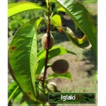 Prunus persica Harrow Beauty - Brzoskwinia Harrow Beauty balotowana 60-120cm