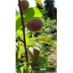Prunus persica Harrow Beauty - Brzoskwinia Harrow Beauty FOTO
