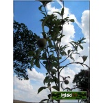 Prunus persica Inka - Brzoskwinia Inka balotowana 60-120cm 