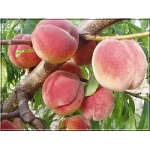 Prunus persica Red Haven - Brzoskwinia Red Haven FOTO 