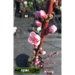 Prunus persica Redskin - Brzoskwinia Redskin FOTO