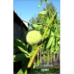 Prunus persica Reliance - Brzoskwinia Reliance FOTO 