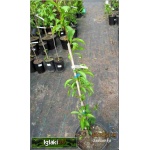 Prunus persica Reliance - Brzoskwinia Reliance FOTO 