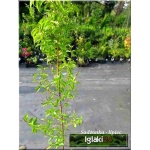 Prunus persica Royalvee - Brzoskwinia Royalvee FOTO 