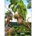Prunus persica Siewka Rakoniewicka - Brzoskwinia Siewka Rakoniewicka FOTO 