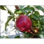 Prunus persica var.nucipersica Hardired - Nektaryna Hardired balotowana 60-120cm 