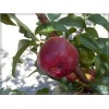 Prunus persica var. nucipersica Harblaze - Nektaryna Harblaze FOTO 