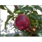 Prunus persica var. nucipersica Harblaze - Nektaryna Harblaze FOTO 